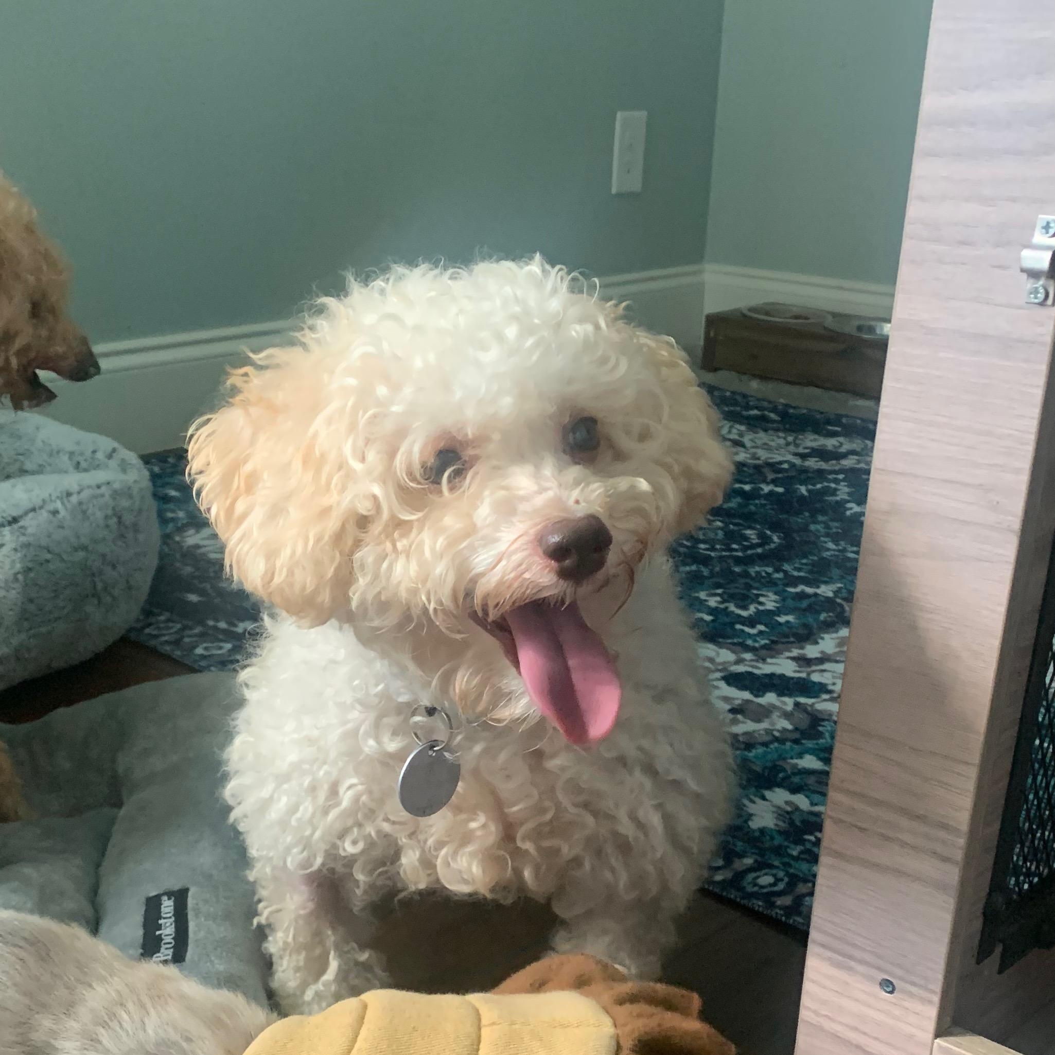 Enlarge Riley Miller, a Adoptable Poodle (Toy) in Plano, TX image 4/4