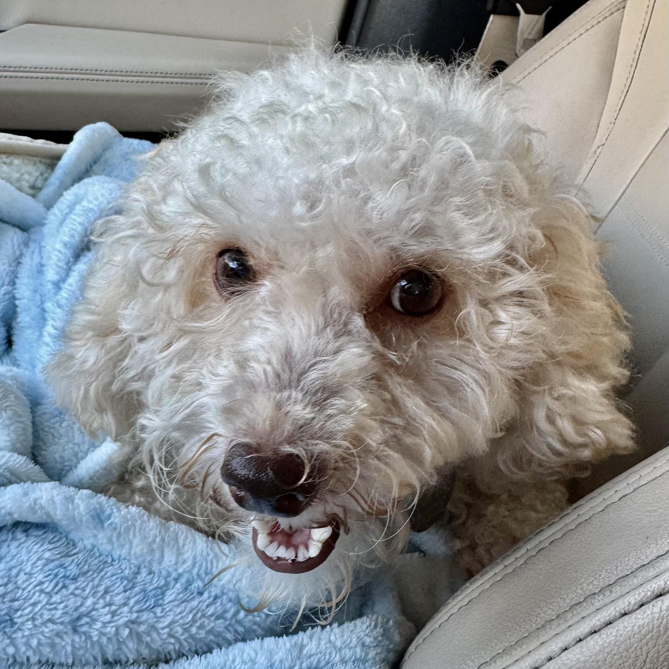 Enlarge Riley Miller, a Adoptable Poodle (Toy) in Plano, TX image 3/3