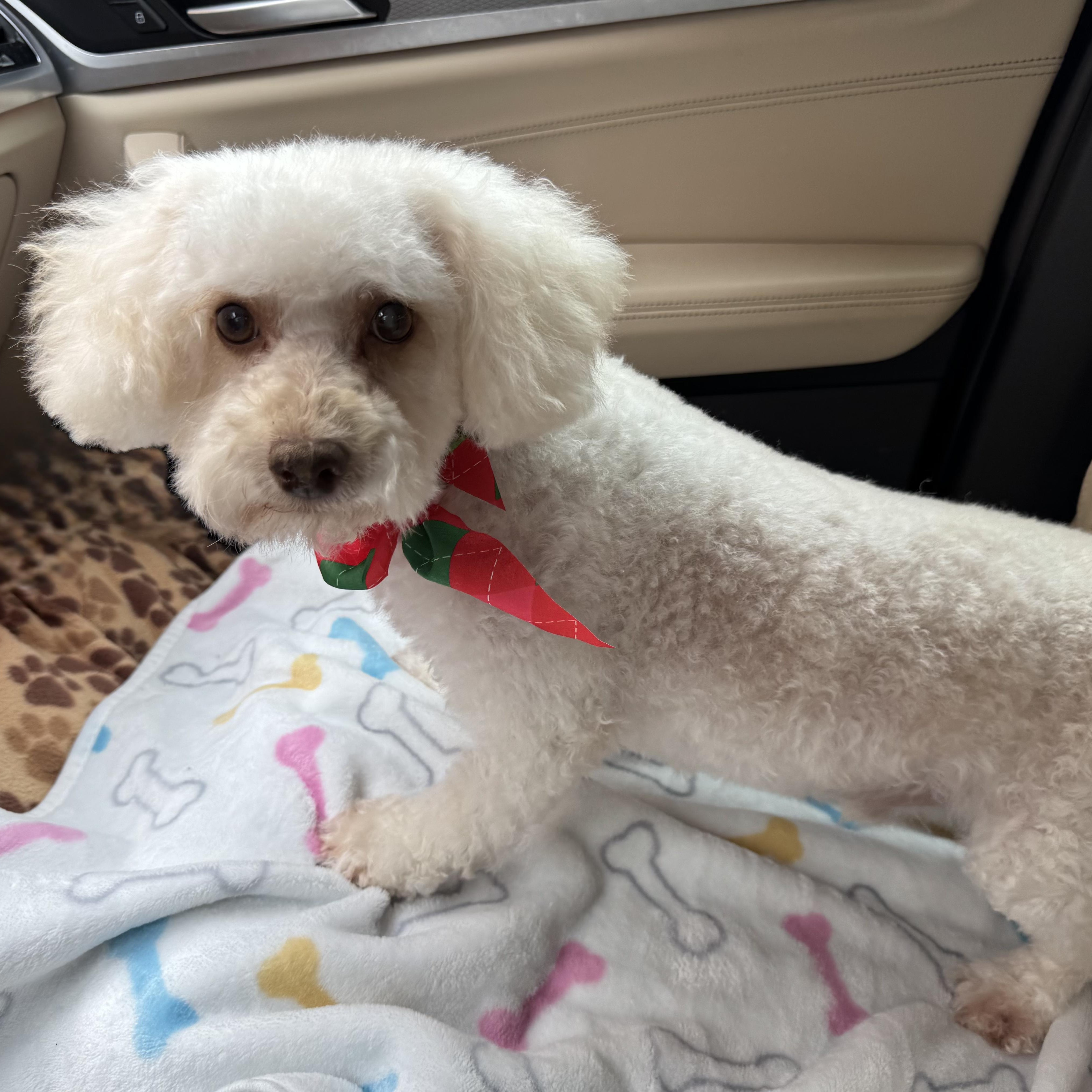 Riley Miller, Adoptable, Adult Male Poodle (Toy).