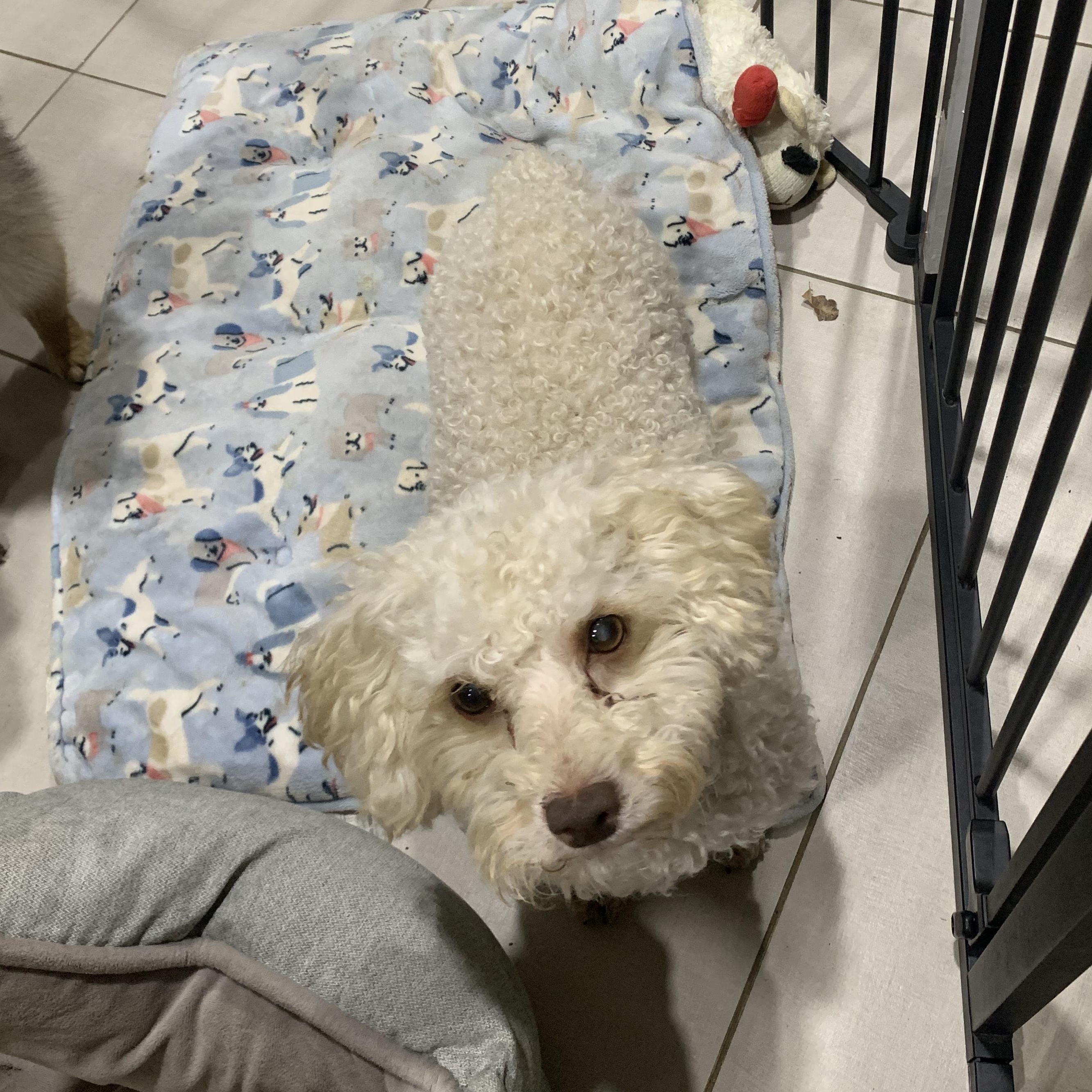 Enlarge Riley Miller, a Adoptable Poodle (Toy) in Plano, TX image 3/4