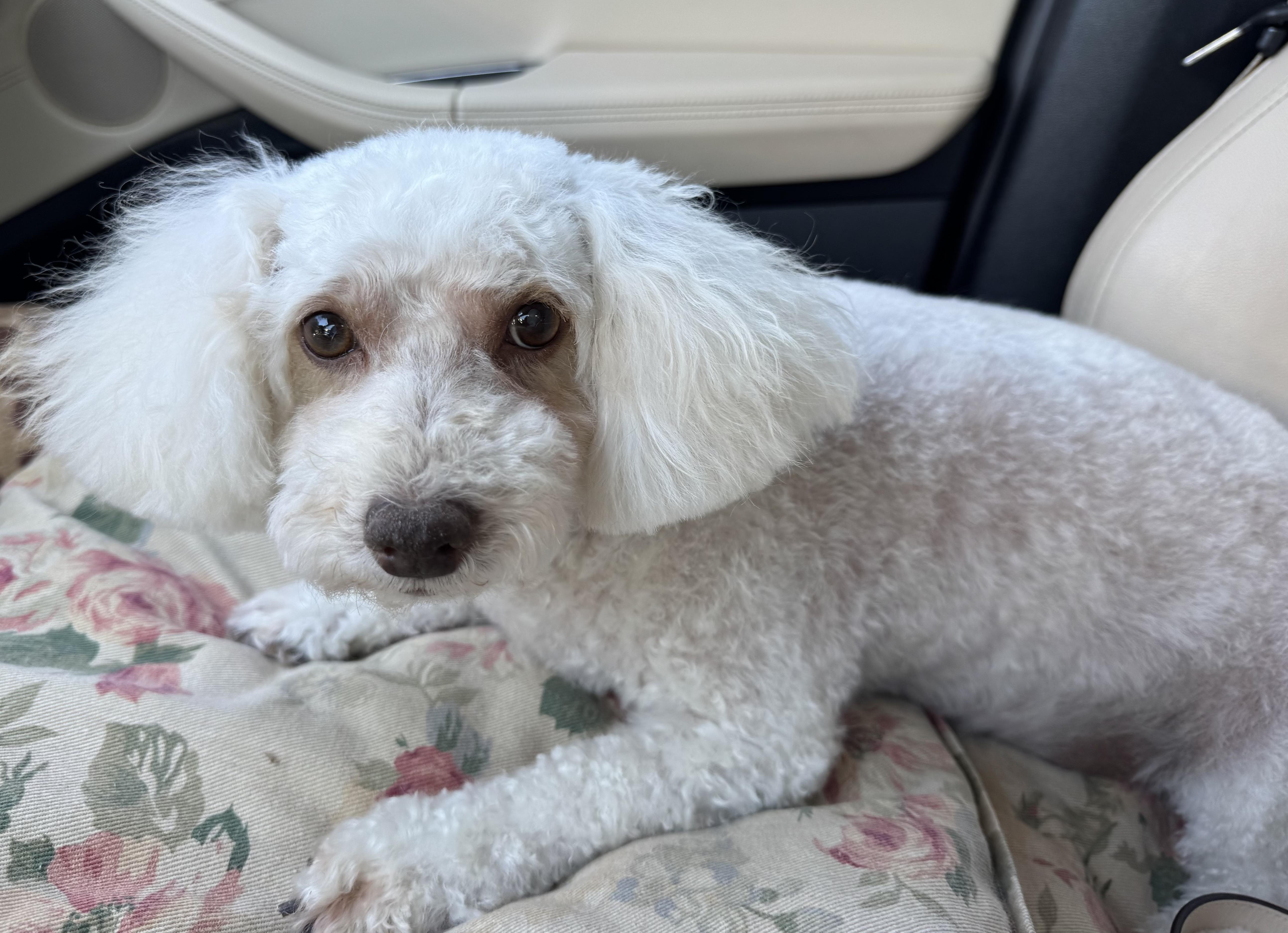 Riley Miller, Adoptable, Adult Male Poodle (Toy).