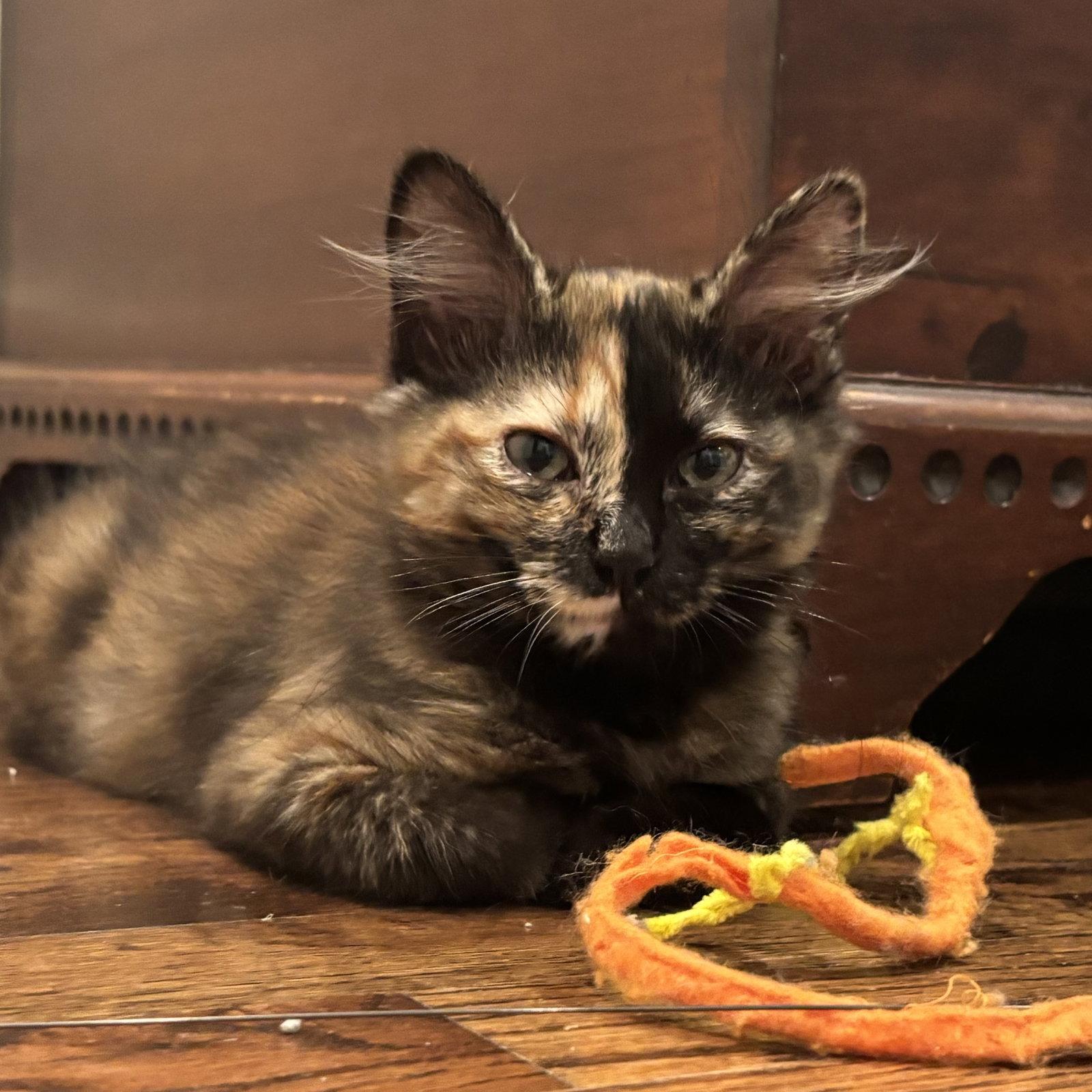 Enlarge Nora, a Adopted Tortoiseshell in Garland, TX image 1/3