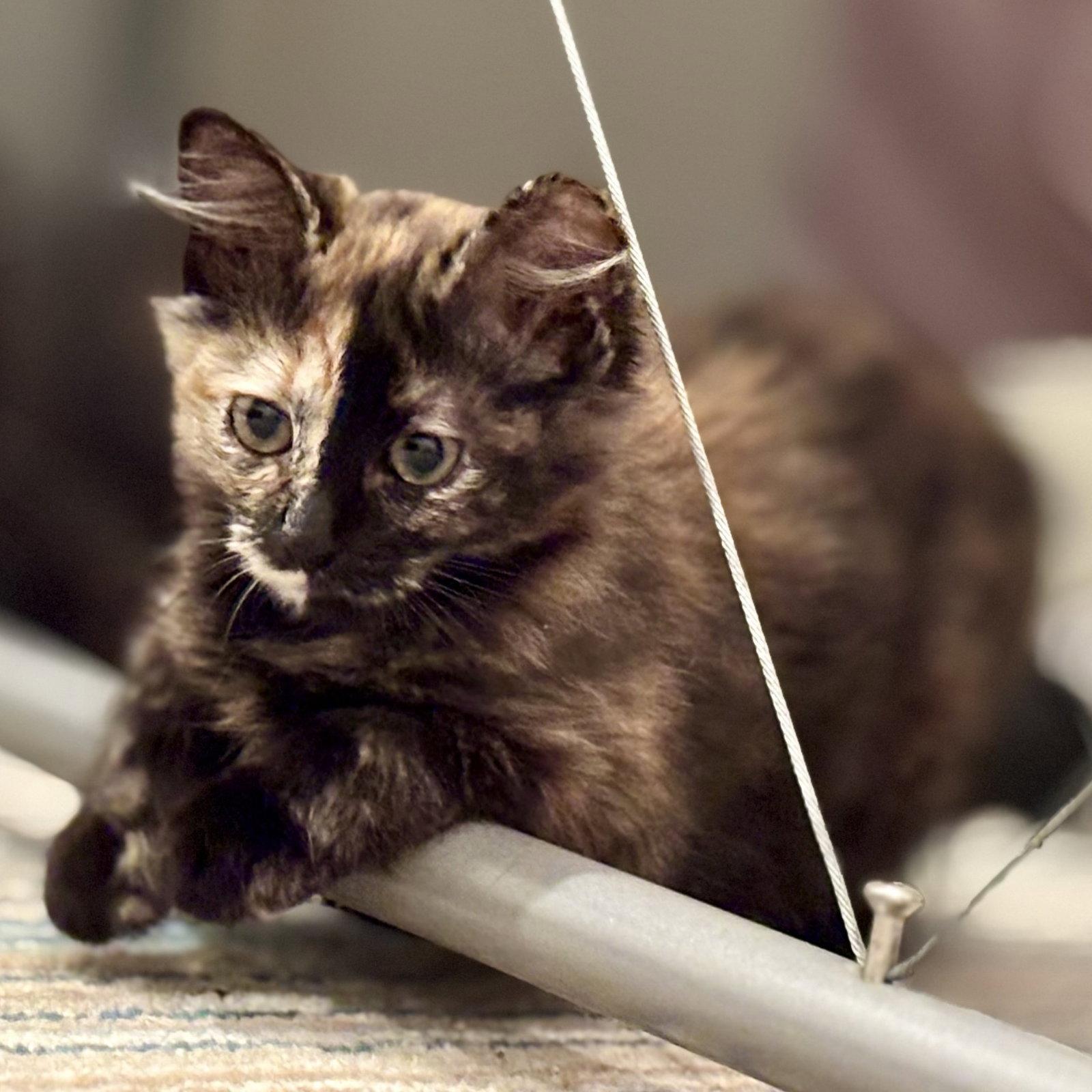 Enlarge Nora, a Adopted Tortoiseshell in Garland, TX image 2/3