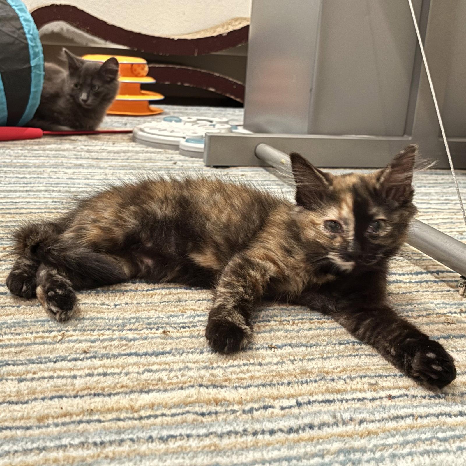 Enlarge Nora, a Adopted Tortoiseshell in Garland, TX image 3/3