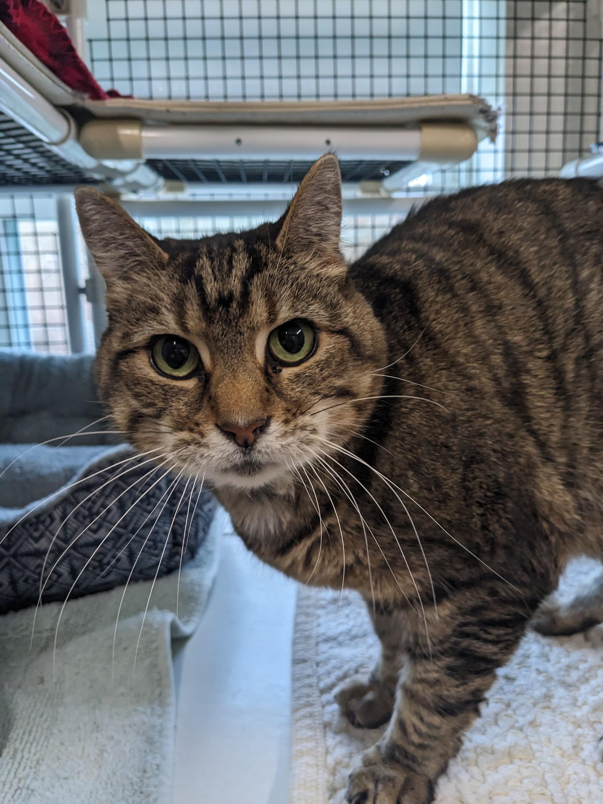 Elowen, ADOPTABLE, Adult Female Domestic Short Hair.