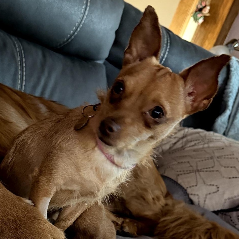 Enlarge Fawnna, a ADOPTABLE Chihuahua in Blue Springs, MO image 1/1