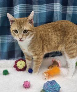 Enlarge Toots, a ADOPTABLE Domestic Short Hair in Bucyrus, OH image 3/3