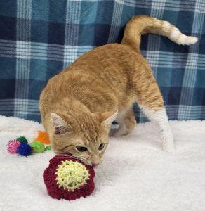 Enlarge Toots, a ADOPTABLE Domestic Short Hair in Bucyrus, OH image 2/3