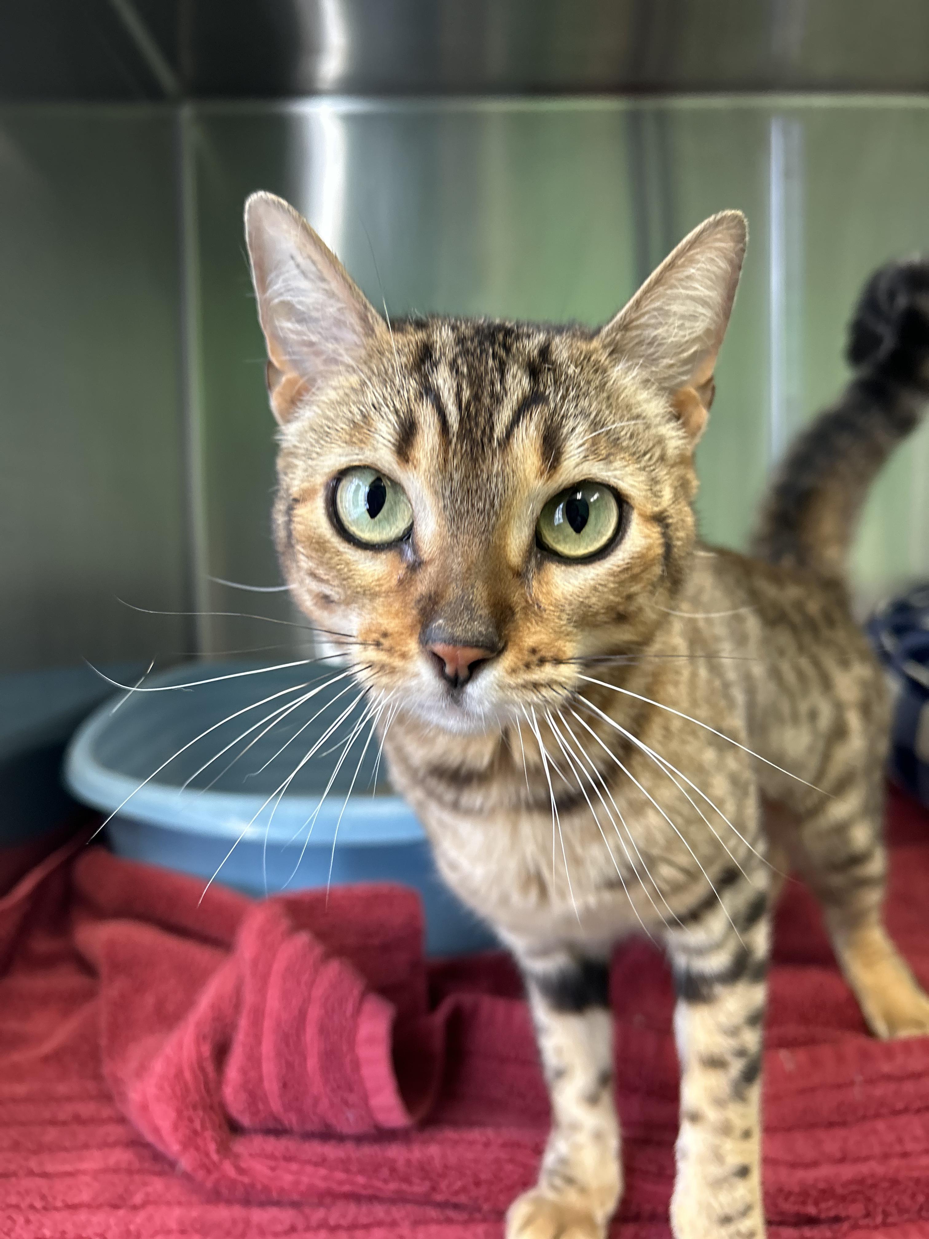 Enlarge Storm, a ADOPTABLE mixed breed in Greenbelt, MD image 1/6