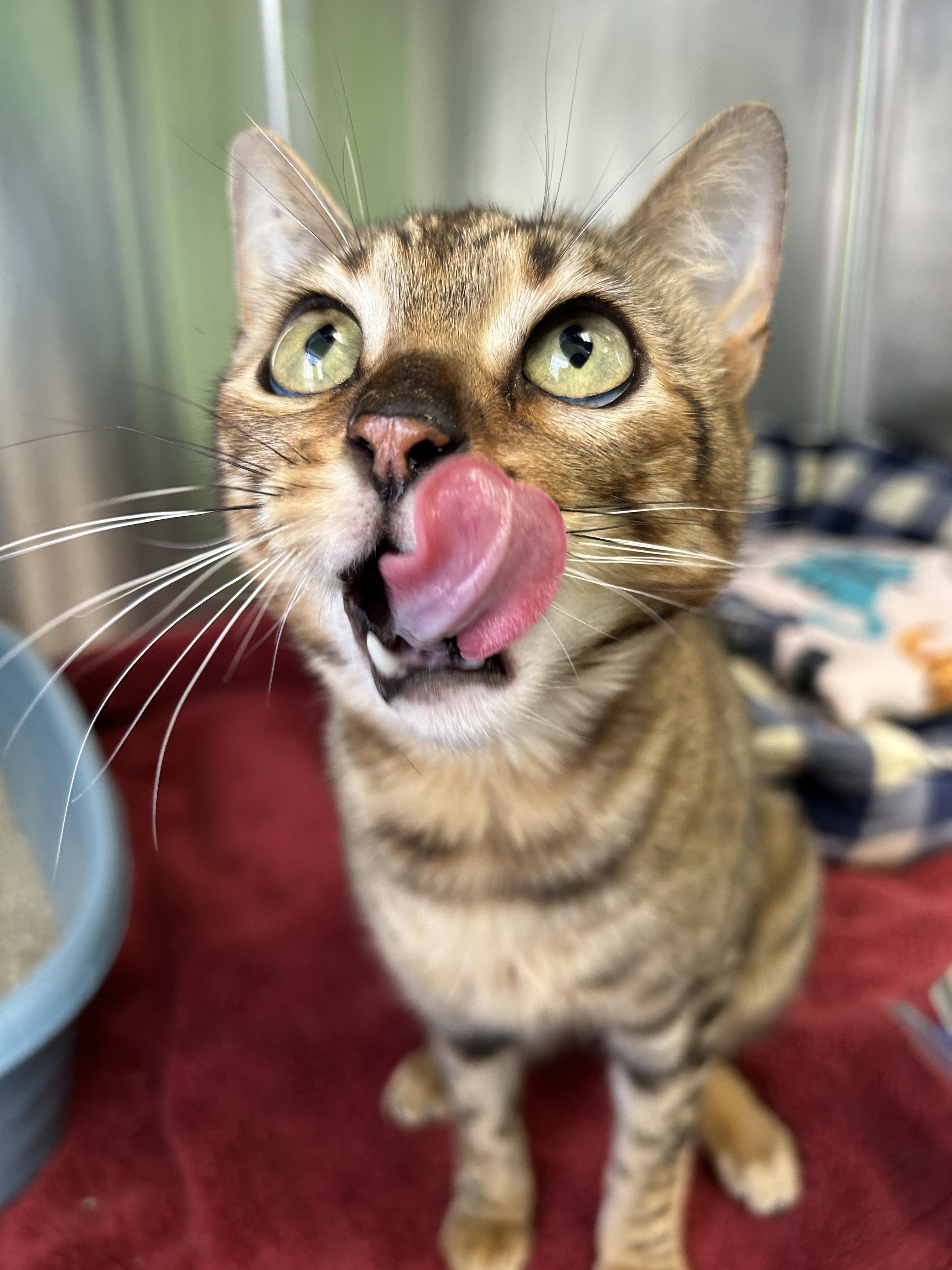 Enlarge Storm, a ADOPTABLE mixed breed in Greenbelt, MD image 2/6