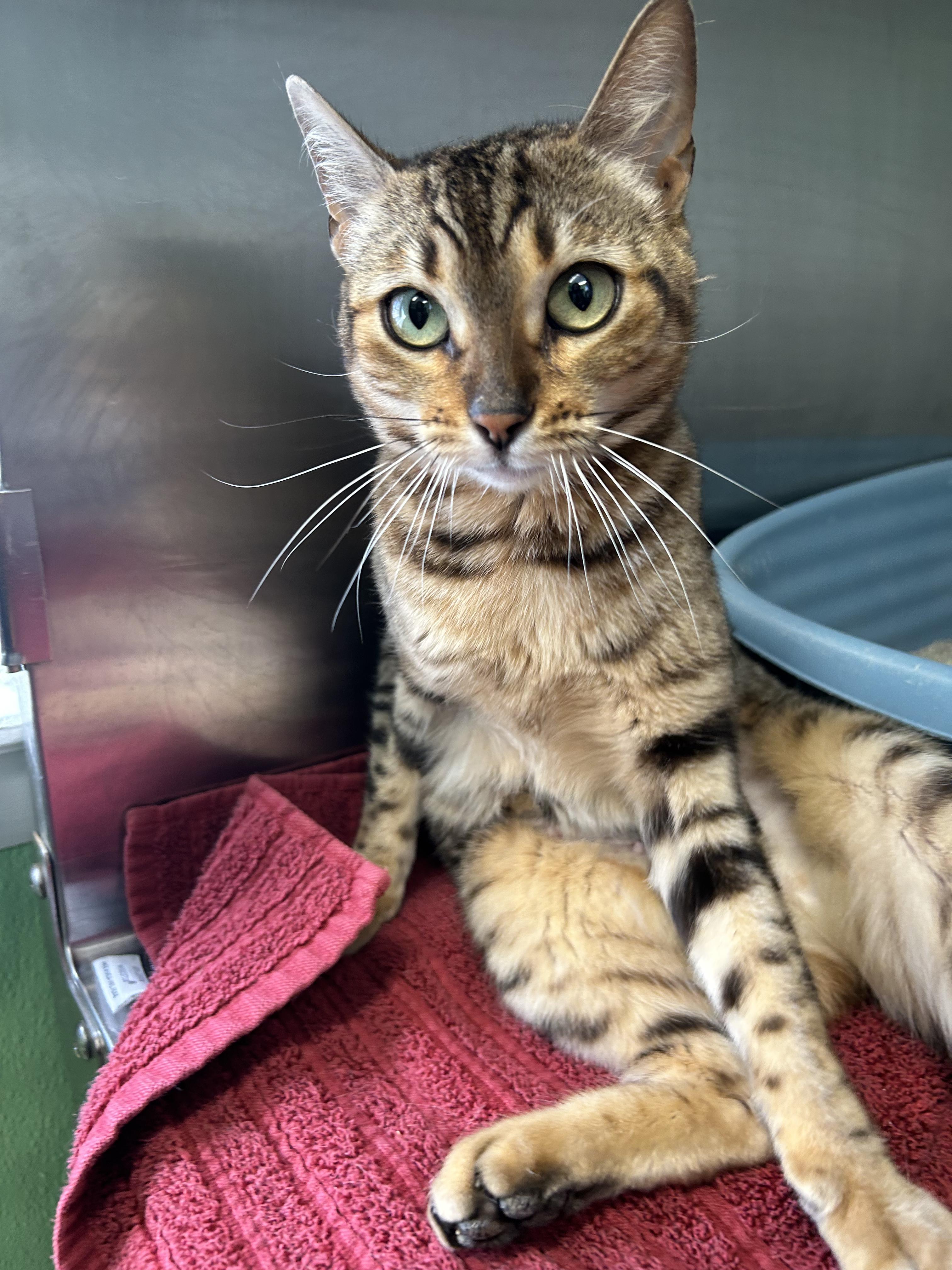 Enlarge Storm, a ADOPTABLE mixed breed in Greenbelt, MD image 3/6