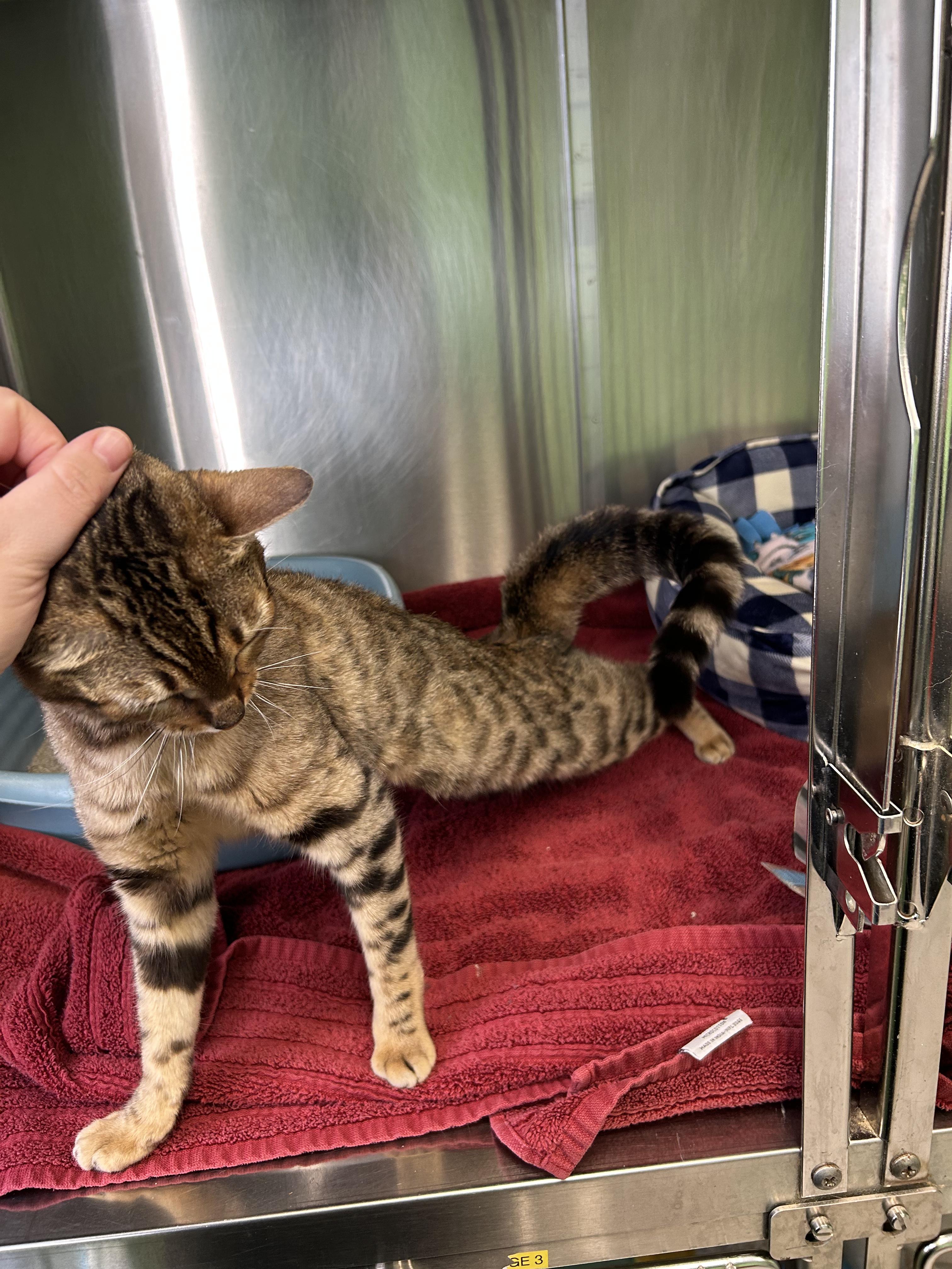 Enlarge Storm, a ADOPTABLE mixed breed in Greenbelt, MD image 4/6