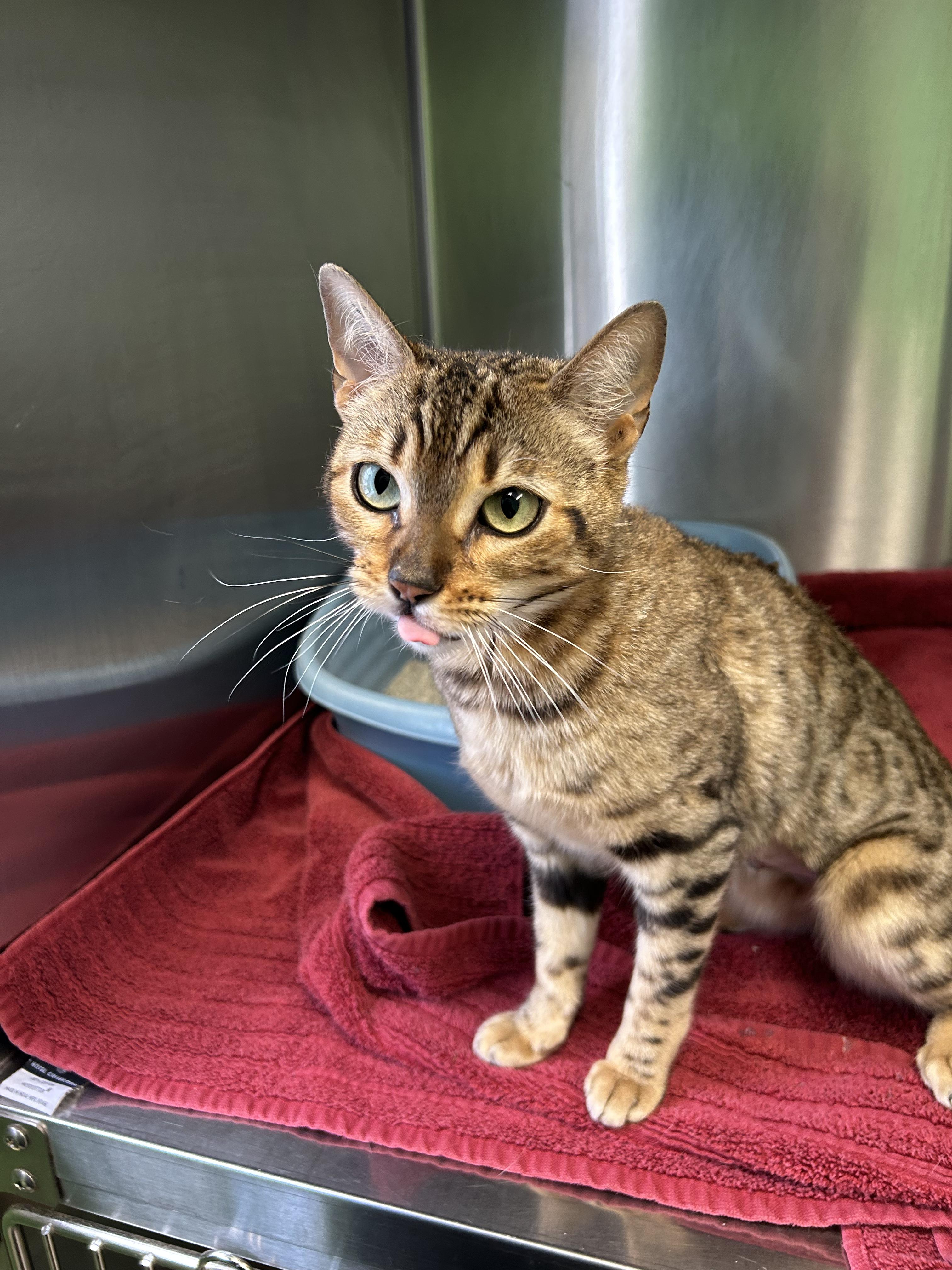 Enlarge Storm, a ADOPTABLE mixed breed in Greenbelt, MD image 5/6