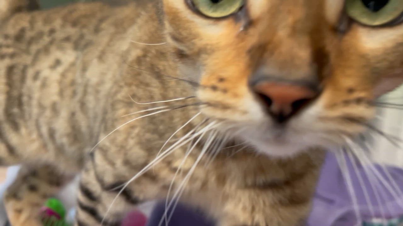 Enlarge Storm, a ADOPTABLE mixed breed in Greenbelt, MD video 6/6