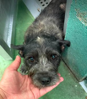 Enlarge Tony Hawk, a Adoptable mixed breed in Cortez, CO image 1/2