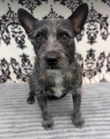 Enlarge Tony Hawk, a Adoptable mixed breed in Cortez, CO image 2/2