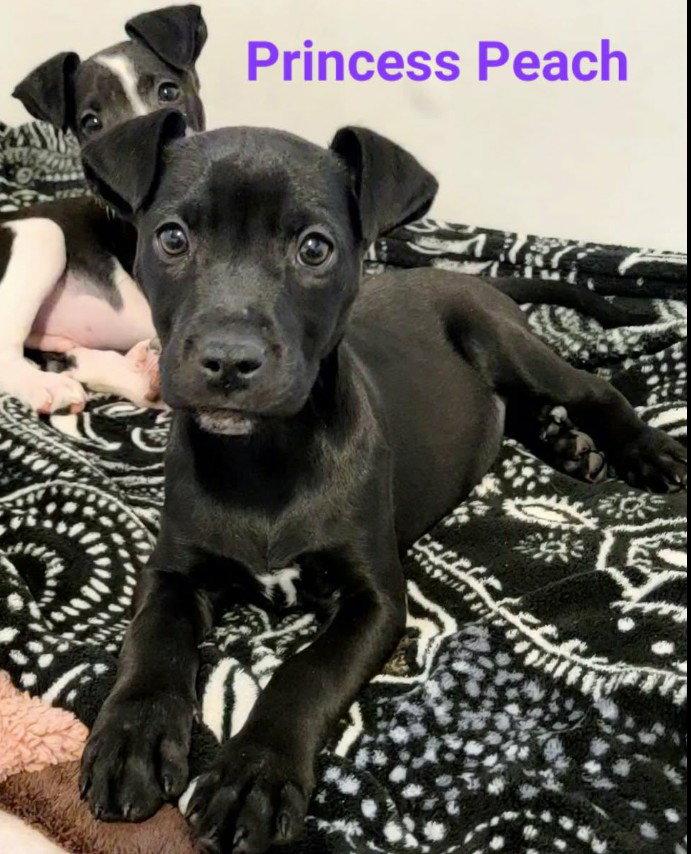 Enlarge Princess Peach, a Adopted Australian Shepherd in West Des Moines, IA image 1/1