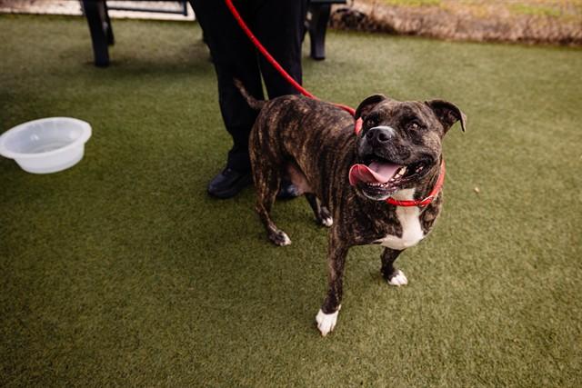 Enlarge MISS RUBY, a Adoptable Pit Bull Terrier in Orlando, FL image 1/1