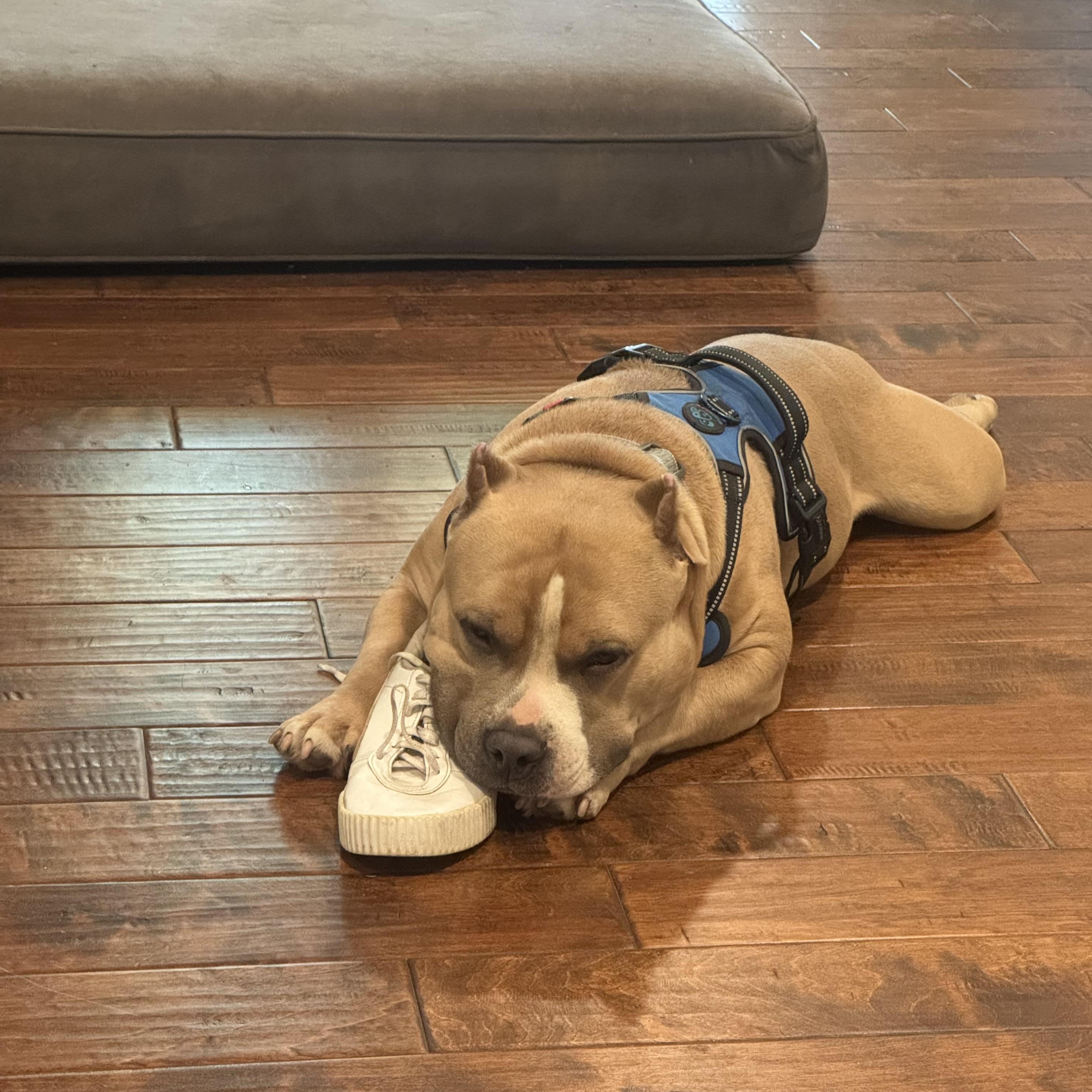 Bosch, Adoptable, Adult Male American Bully.