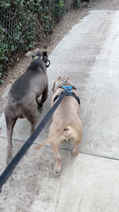 Enlarge Bosch, an adoptable American Bully in Saratoga Springs, NY video 6/6