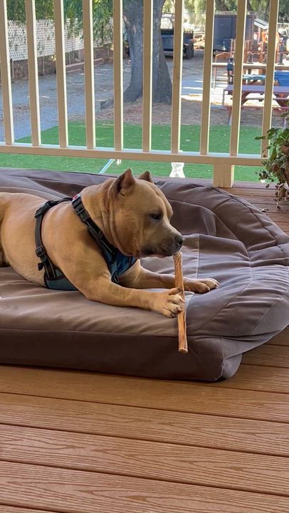 Enlarge Bosch, an adoptable American Bully in Saratoga Springs, NY video 4/6