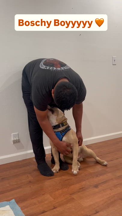 Enlarge Bosch, an adoptable American Bully in Saratoga Springs, NY video 2/6