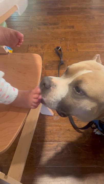 Enlarge Bosch, an adoptable American Bully in Saratoga Springs, NY video 5/6