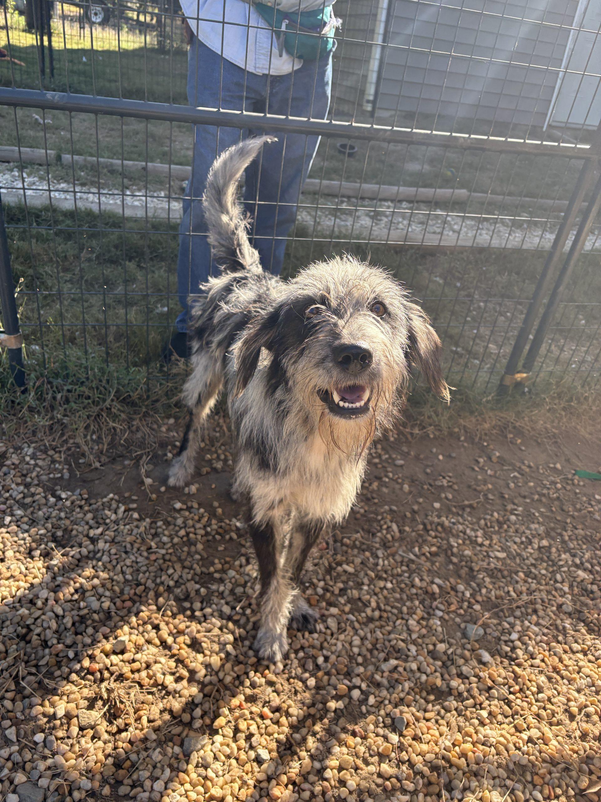 Enlarge Chapin, a Adoptable mixed breed in Sanford, NC image 1/2