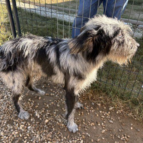 Enlarge Chapin, a Adoptable mixed breed in Sanford, NC image 2/2