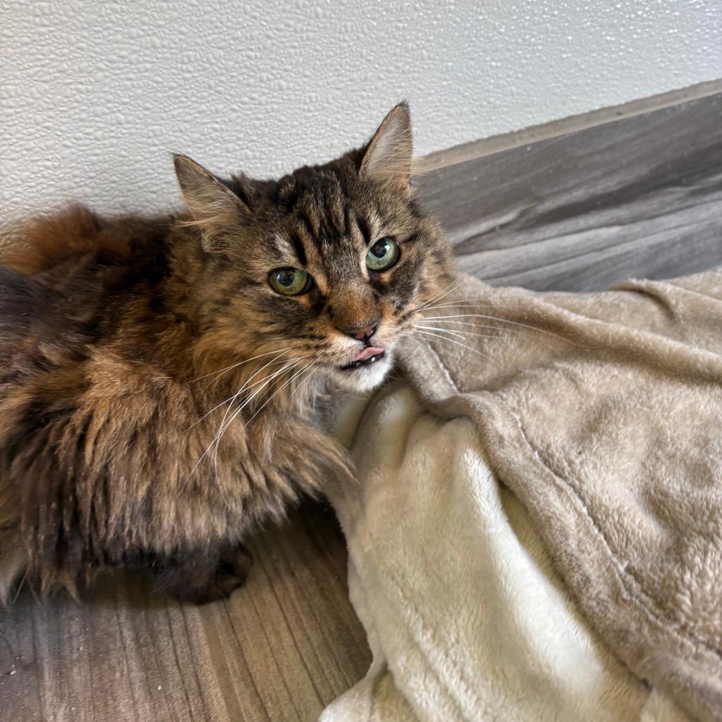 Scarlet O'Hara, Adoptable, Adult Female Domestic Long Hair.