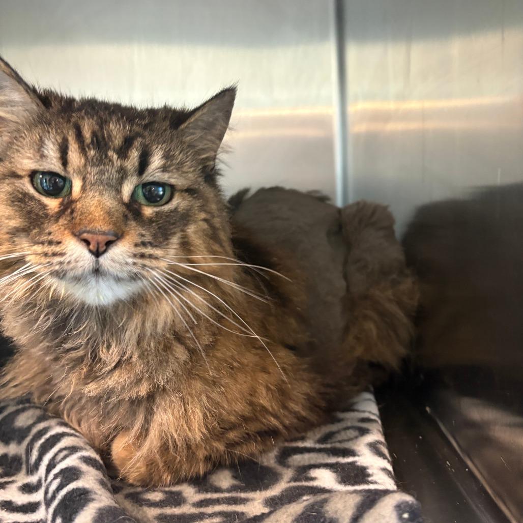 Enlarge Scarlet O'Hara, a Adoptable Domestic Long Hair in West Des Moines, IA image 2/4