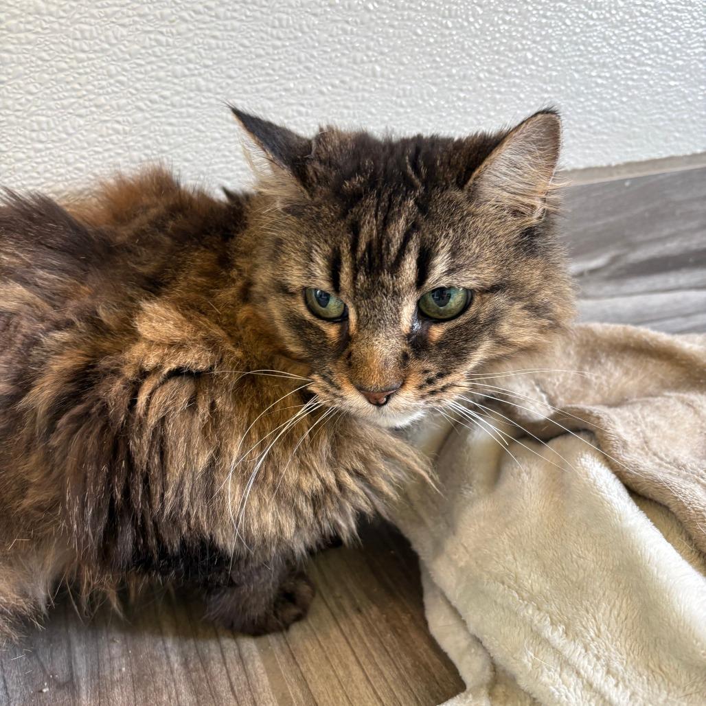 Enlarge Scarlet O'Hara, a Adoptable Domestic Long Hair in West Des Moines, IA image 4/4