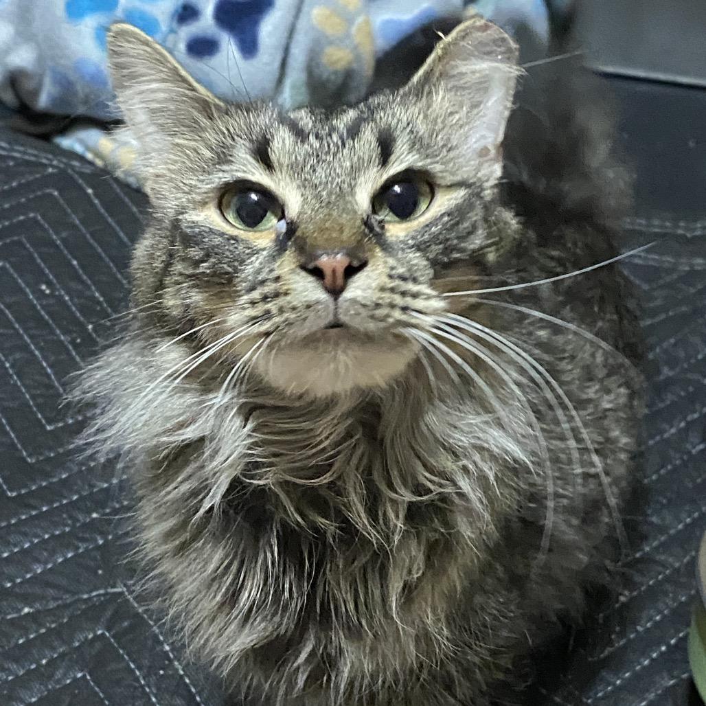 Brie, adopted, Young Female Domestic Medium Hair.