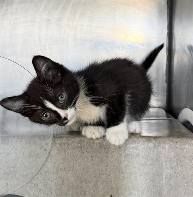PUDDLES, Adoptable, Kitten Female Domestic Short Hair.