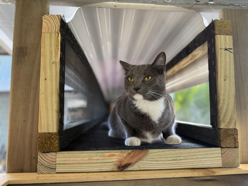 Periwinkle, Adoptable, Young Female Domestic Short Hair.