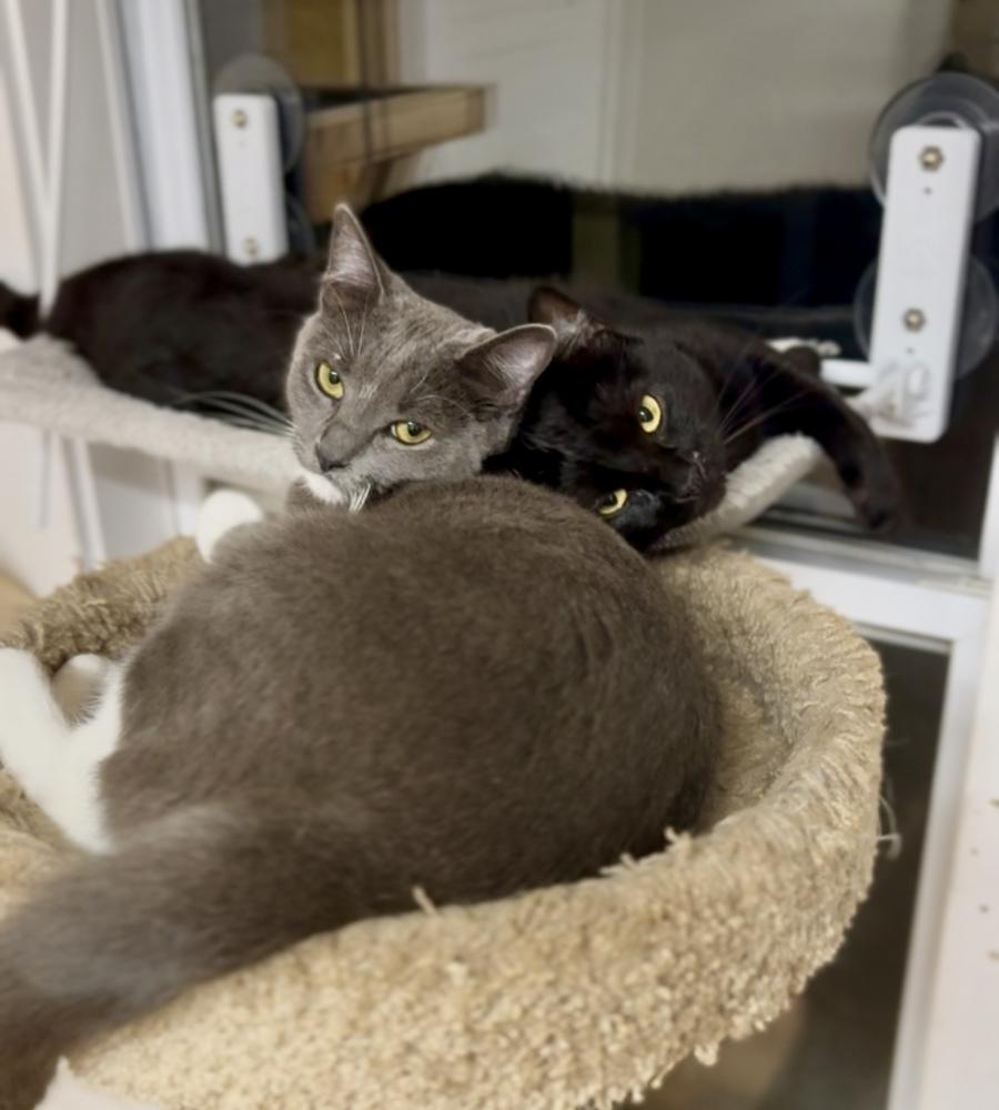 Periwinkle, a Adoptable Domestic Short Hair in Saint Augustine, FL image 3/3