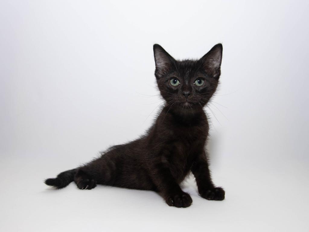 Zoomie, Adoptable, Kitten Male Domestic Medium Hair.