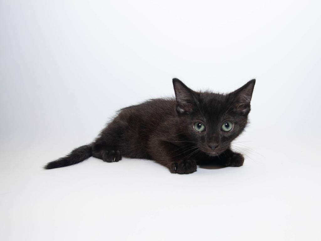 Zoomie, a Adoptable mixed breed in Lansing, KS image 2/3