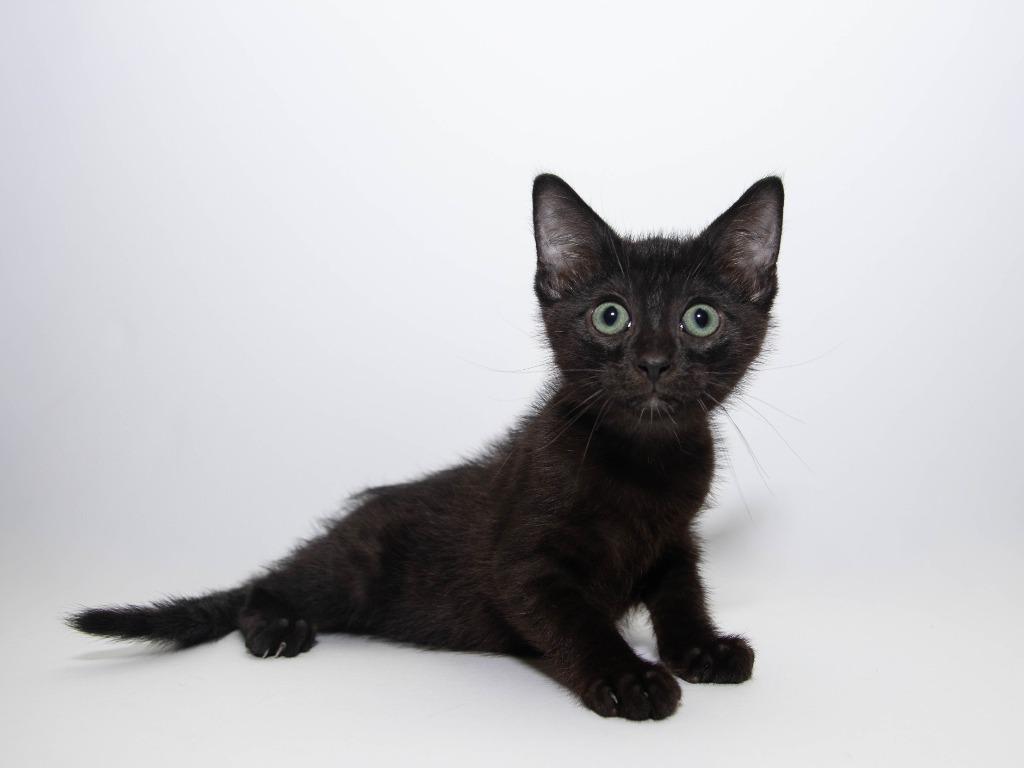 Zoomie, a Adoptable mixed breed in Lansing, KS image 3/3