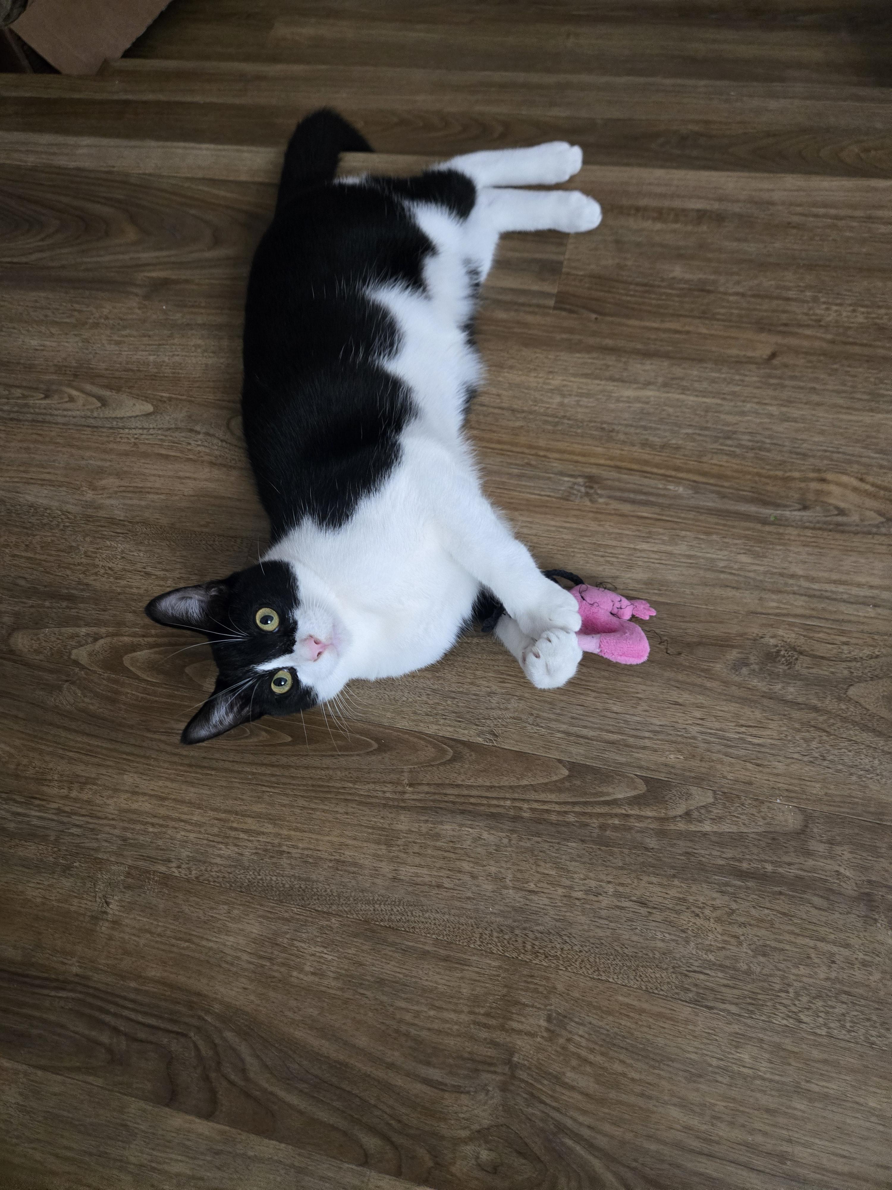 Enlarge  Miss Blake, an adopted mixed breed in Redondo Beach, CA image 6/6