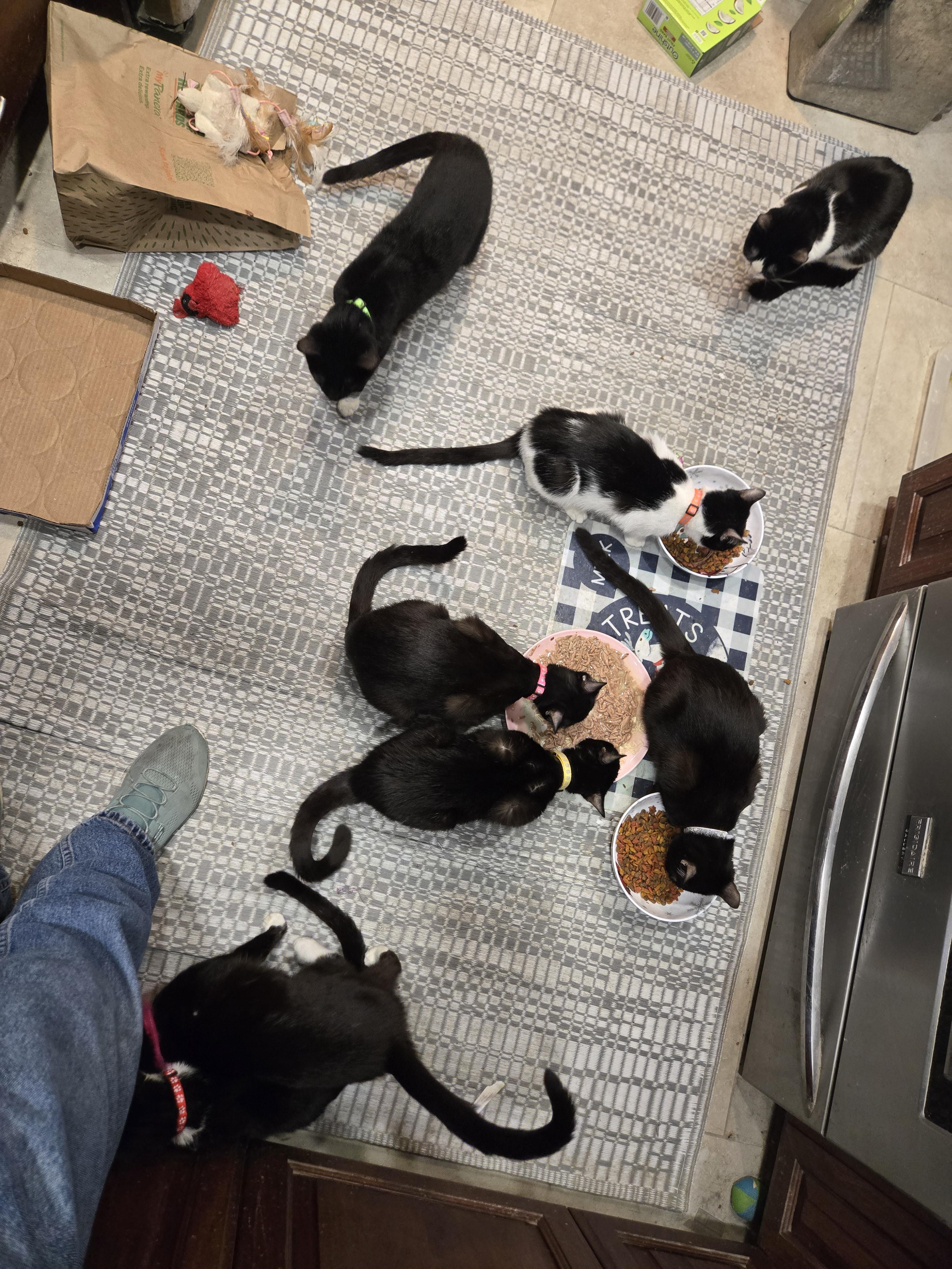 Enlarge  Miss Blake, an adopted mixed breed in Redondo Beach, CA image 3/6