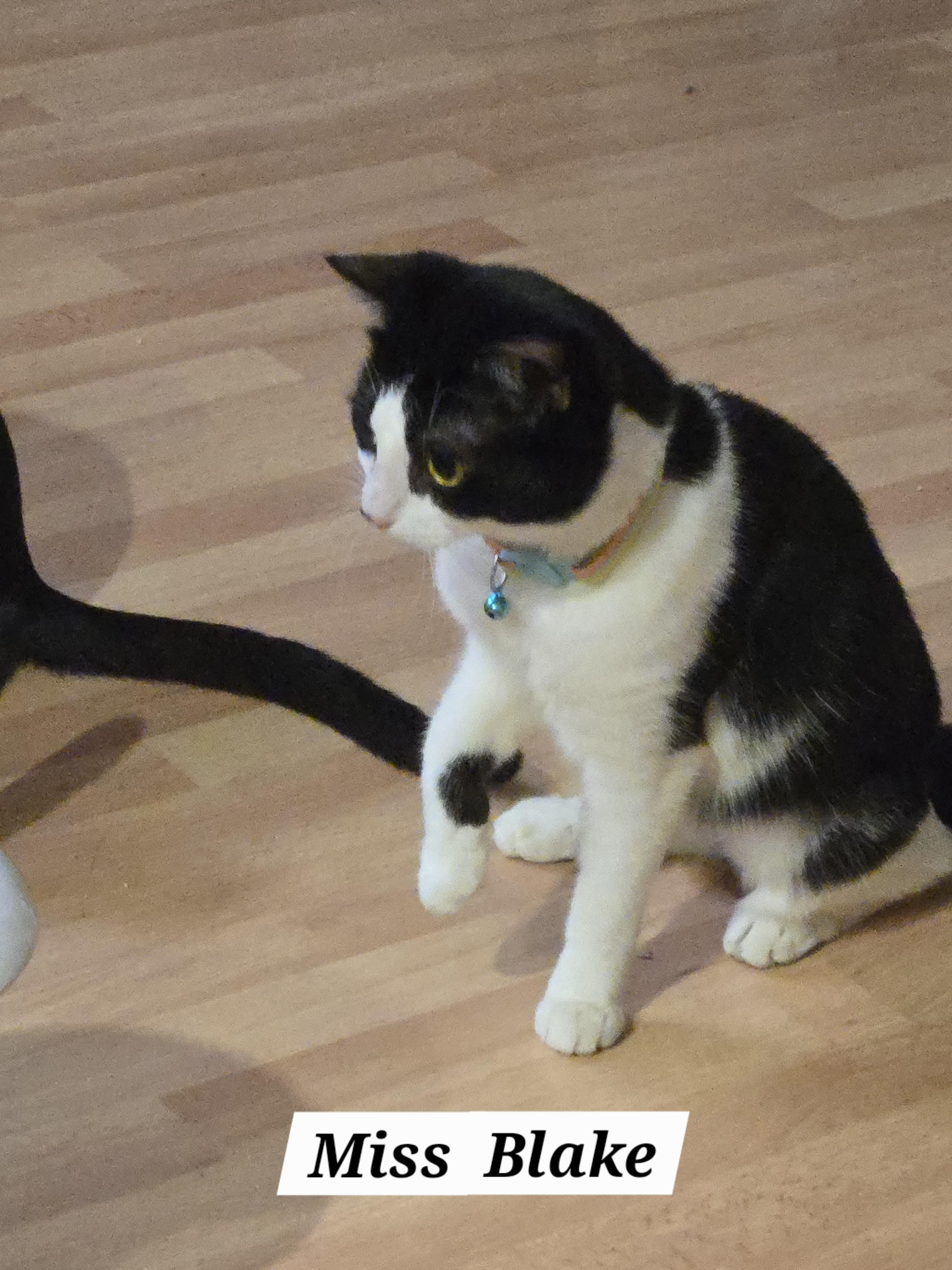 Enlarge  Miss Blake, an adopted mixed breed in Redondo Beach, CA image 4/6