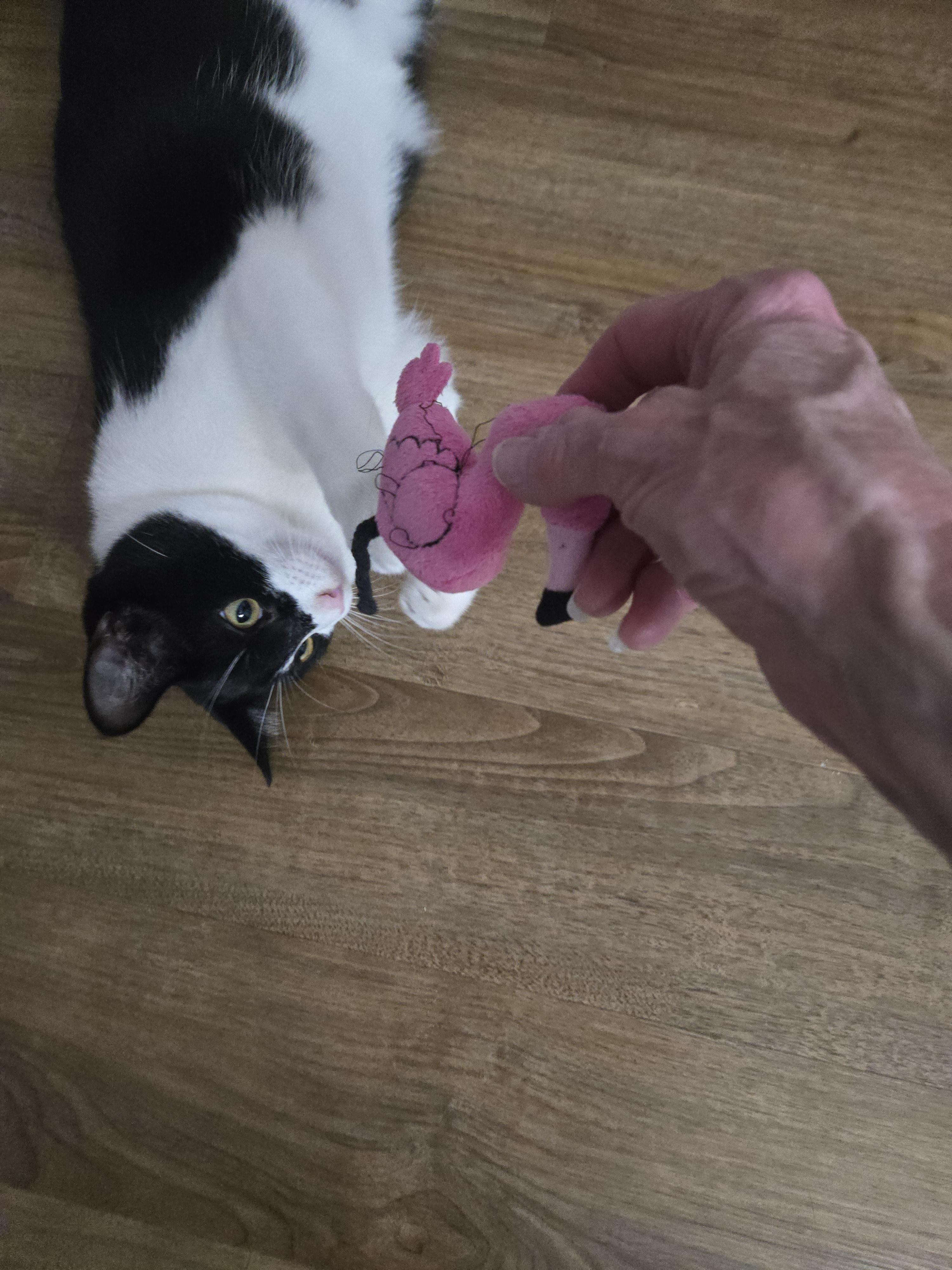 Enlarge  Miss Blake, an adopted mixed breed in Redondo Beach, CA image 5/6