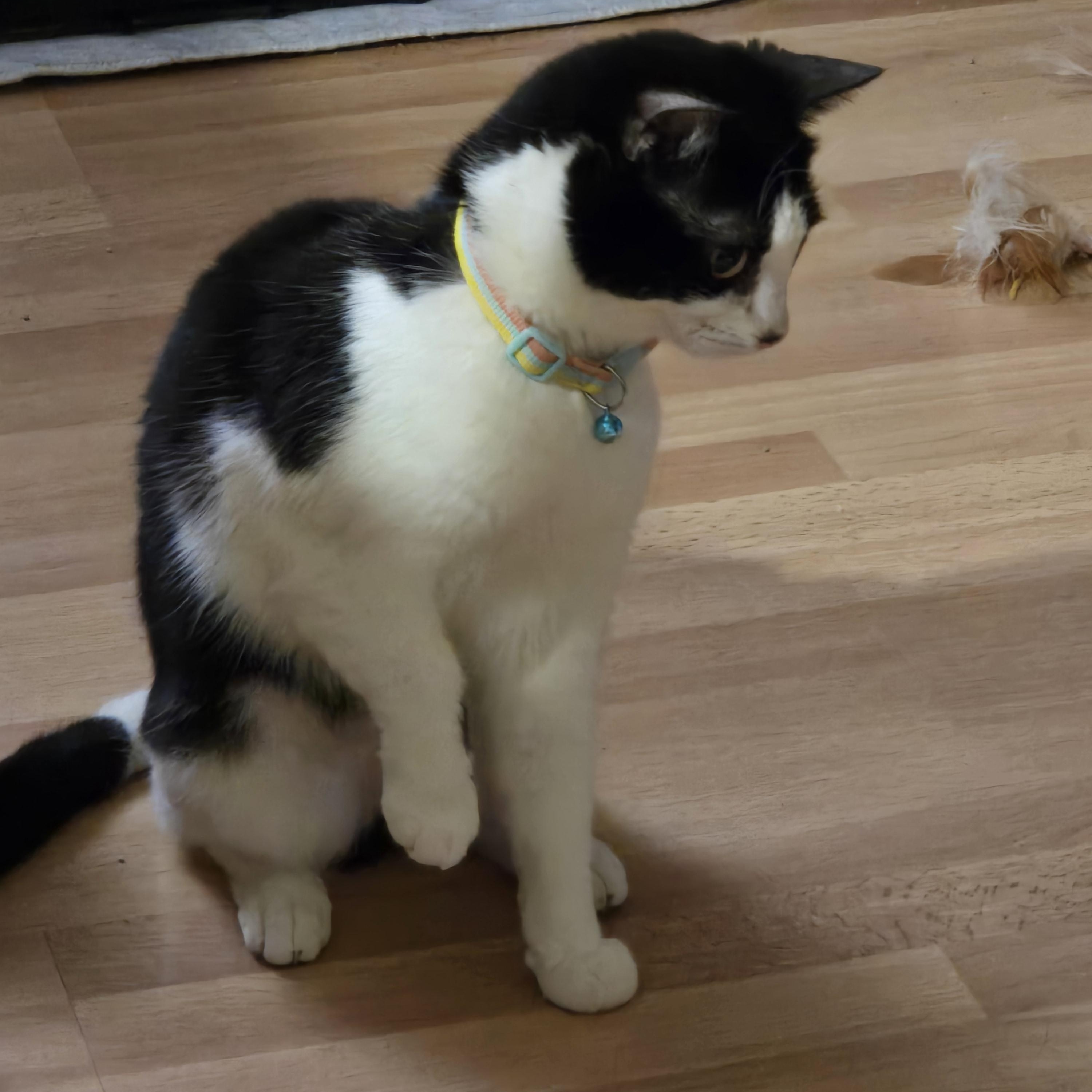 Enlarge  Miss Blake, an adopted mixed breed in Redondo Beach, CA image 2/6