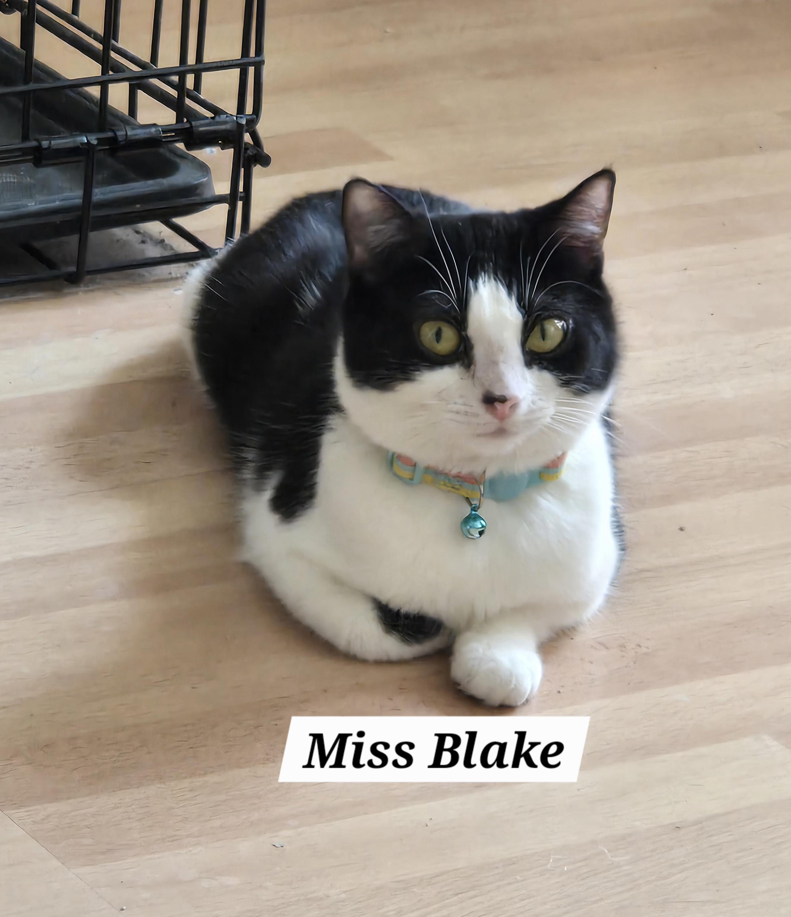  Miss Blake, adopted, Adult Female Tuxedo.
