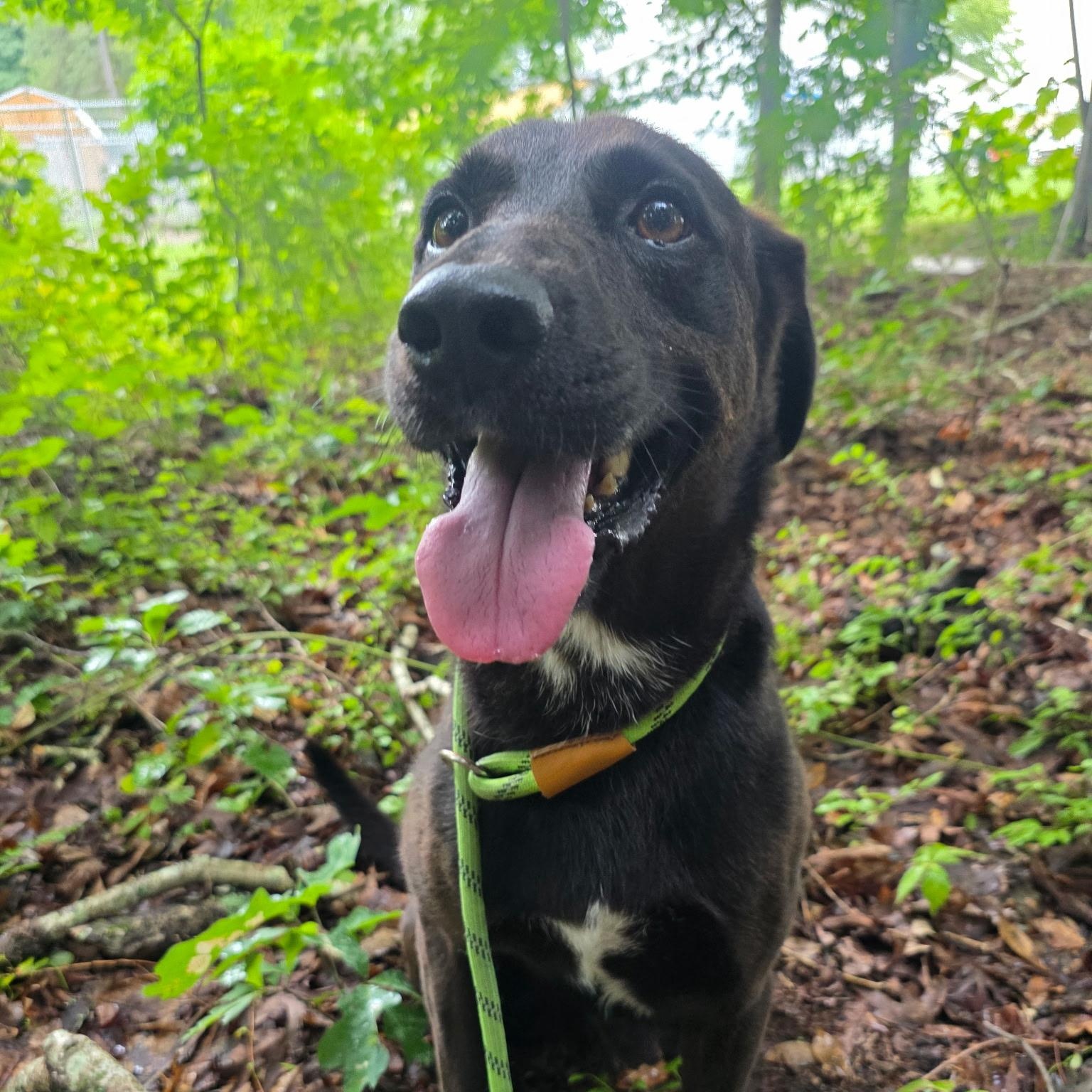 Enlarge Sherman, an adopted Labrador Retriever in Gloucester, VA image 4/4