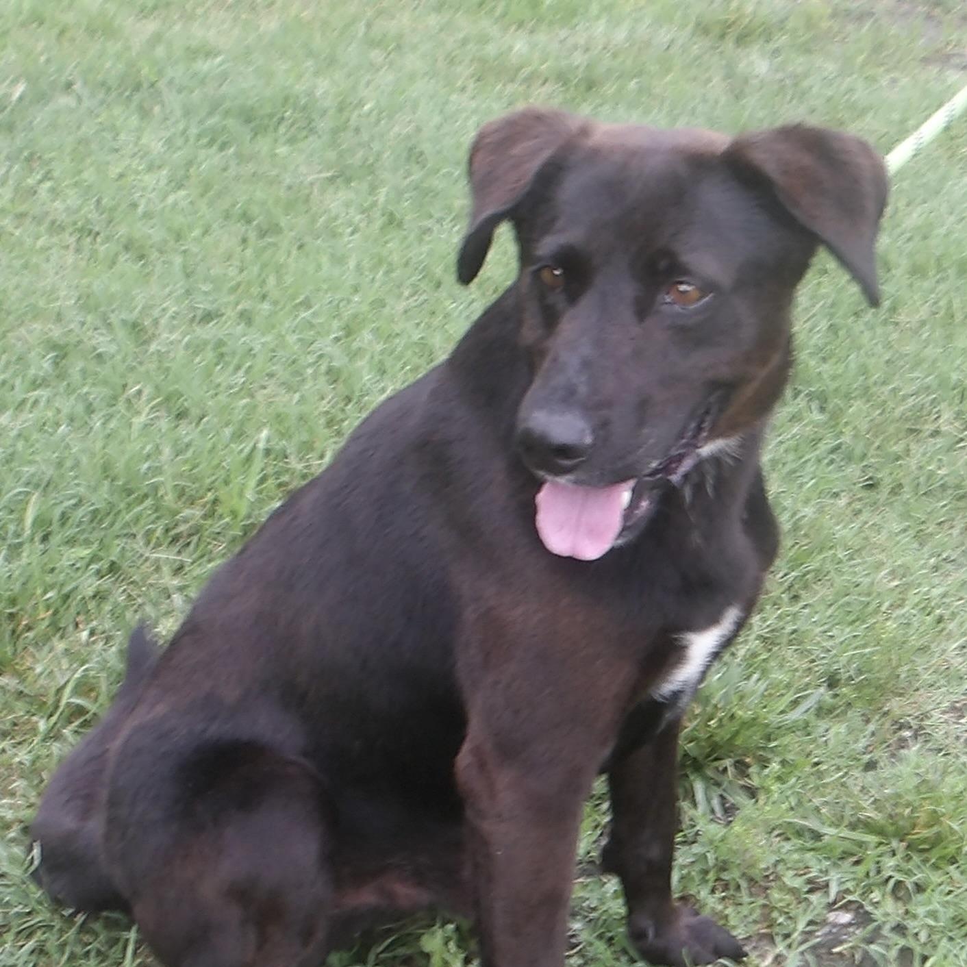 Enlarge Sherman, an adopted Labrador Retriever in Gloucester, VA image 3/4