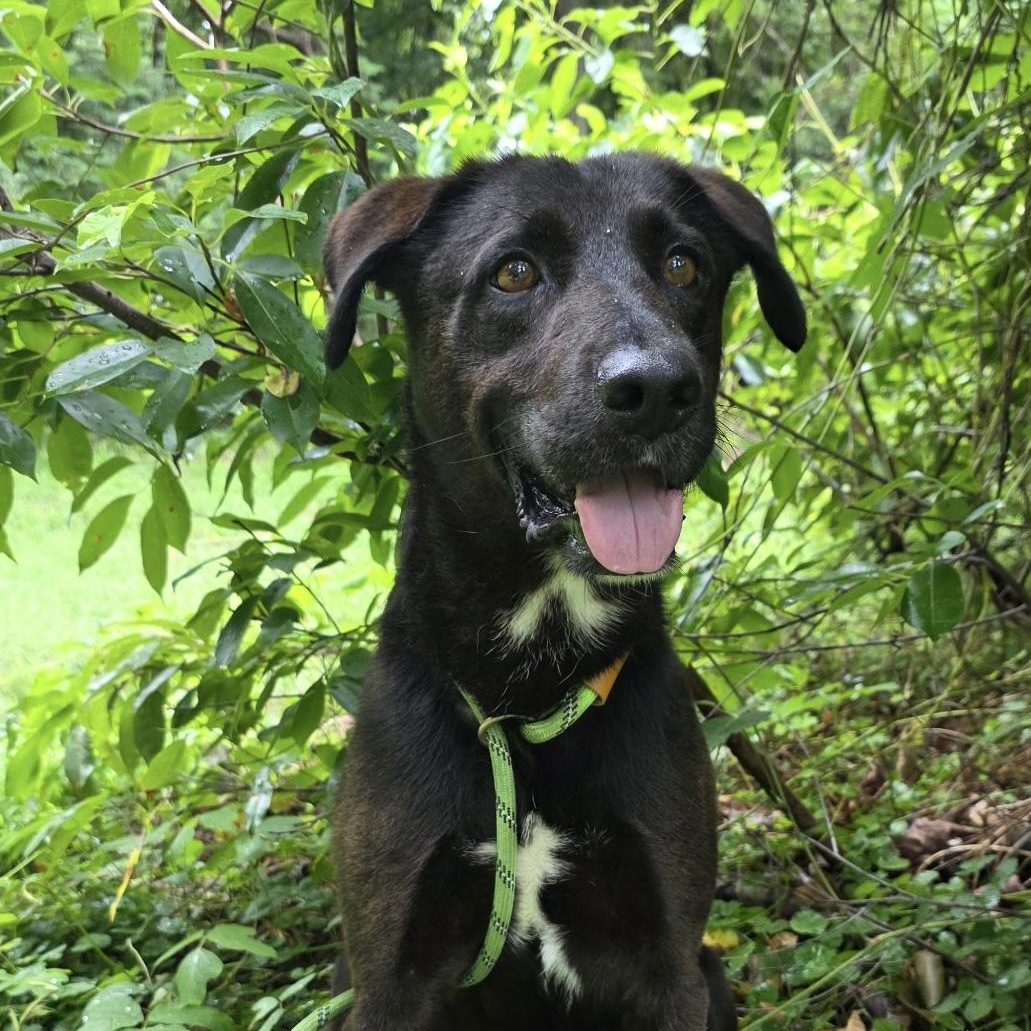 Enlarge Sherman, an adopted Labrador Retriever in Gloucester, VA image 2/4