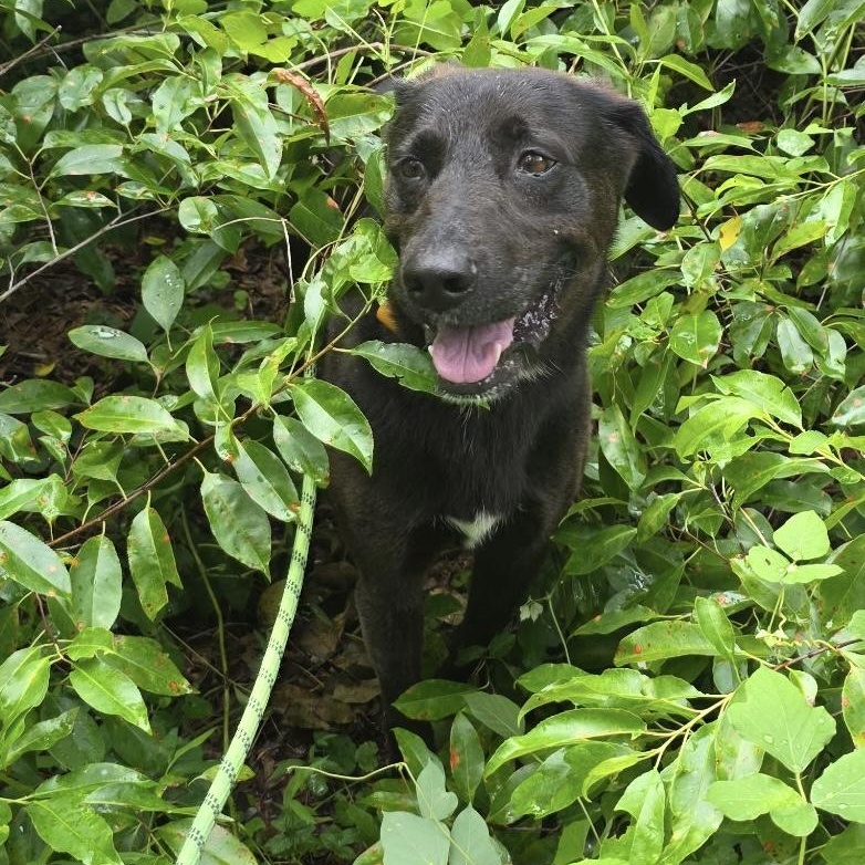 Sherman, adopted, Young Male Labrador Retriever.