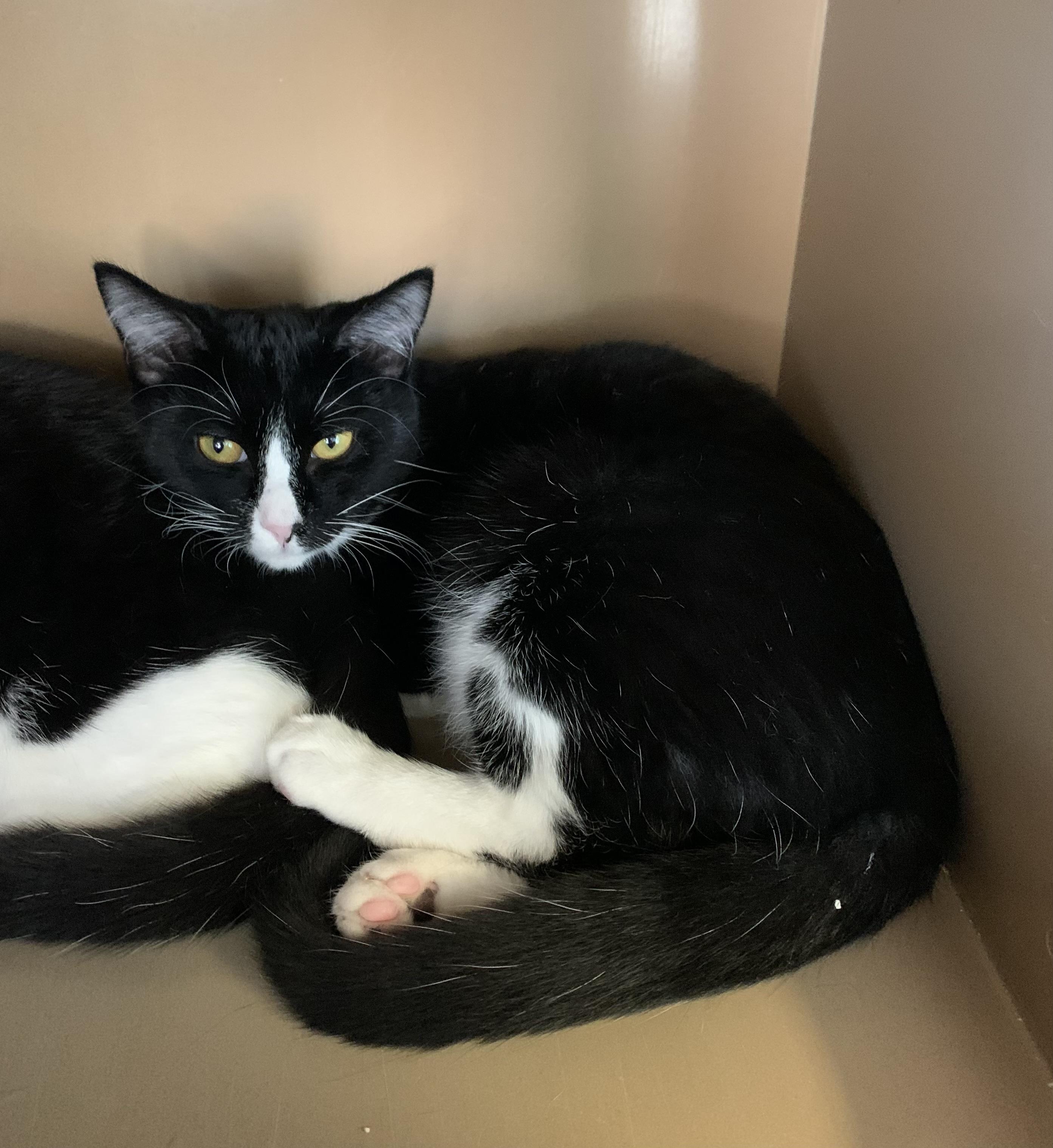 Pogo, Adoptable, Young Female Domestic Short Hair.